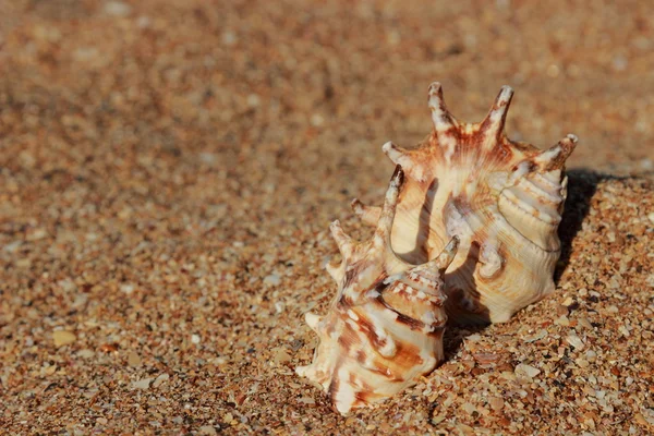 Sea shell — Stock Photo, Image