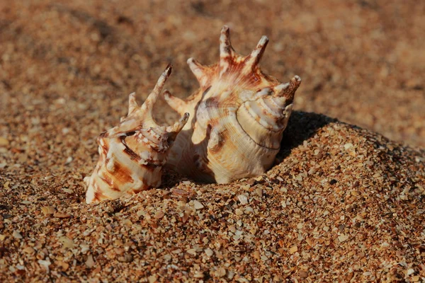 Seashell nella sabbia selezionato fuoco — Foto Stock