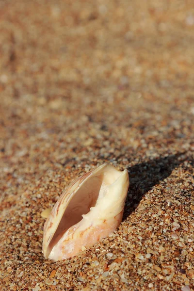 Sea shell — Stock Photo, Image