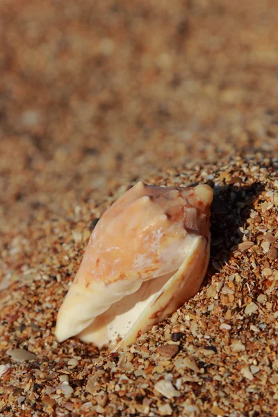 Seashell Dans Sable Sélectionné Concentrer Sur Concept Tourisme Loisirs — Photo