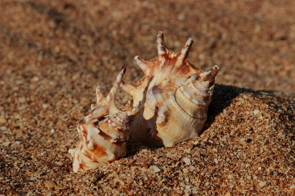 Muschel im Sand ausgewählter Schwerpunkt — Stockfoto