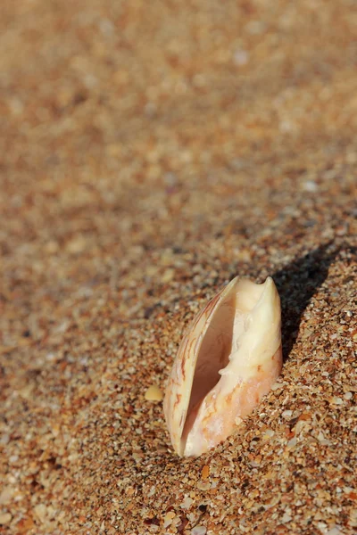 Guscio marino — Foto Stock