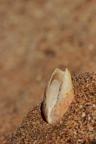 Muschel im Sand — Stockfoto