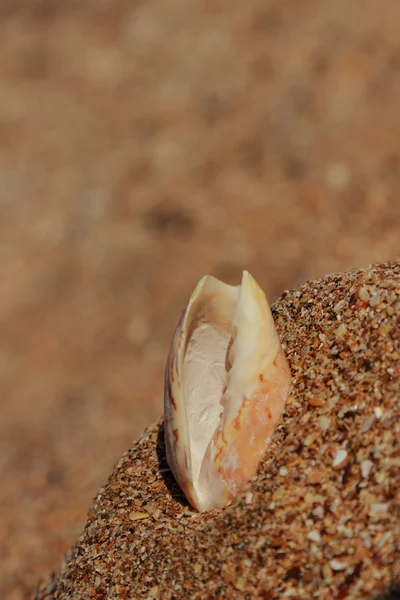 Concha marítima — Fotografia de Stock