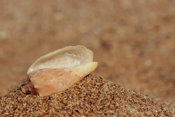 Seashell in the sand selected focus — 스톡 사진