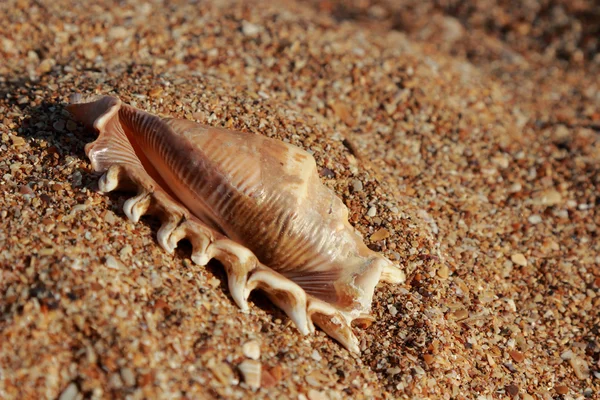 çok güzel deniz kabuğu
