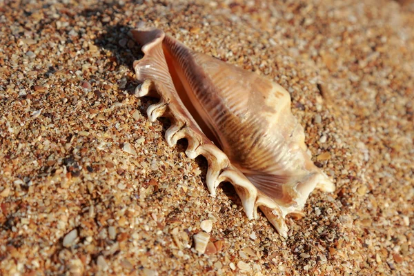 Hermosa concha marina en la orilla del mar borrosa —  Fotos de Stock