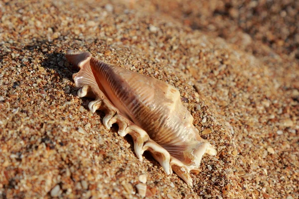 çok güzel deniz kabuğu