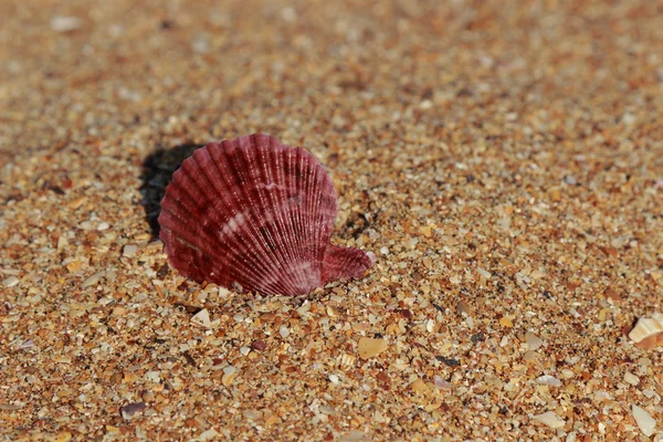 Bella conchiglia sulla riva del mare su offuscata — Foto Stock
