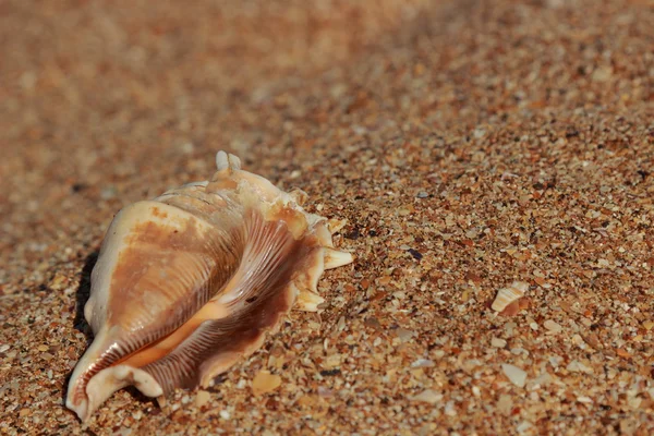 Belle coquille de mer — Photo