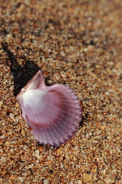 Seashell nella sabbia selezionato fuoco — Foto Stock