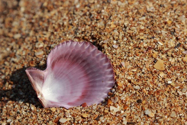 Muschel am Strand im Sommerurlaub — Stockfoto