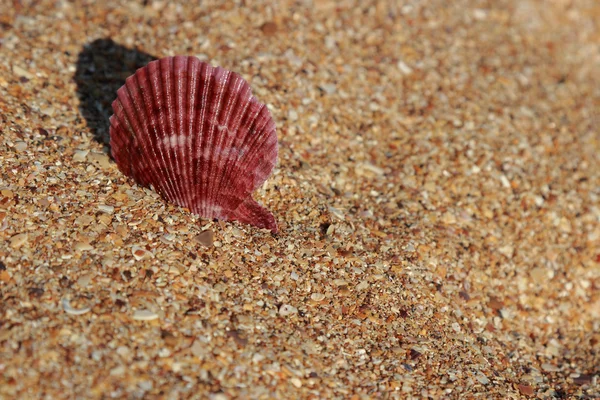 Muschel im Sand ausgewählter Schwerpunkt — Stockfoto