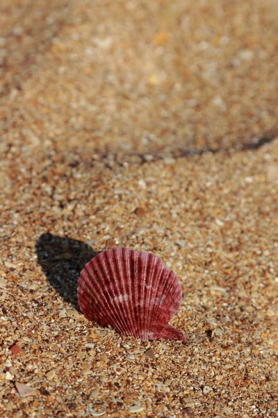 Muschel im Sand ausgewählter Schwerpunkt — Stockfoto