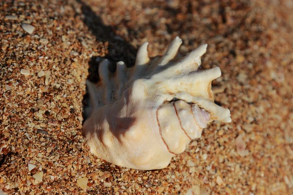 Sand background — Stock Photo, Image