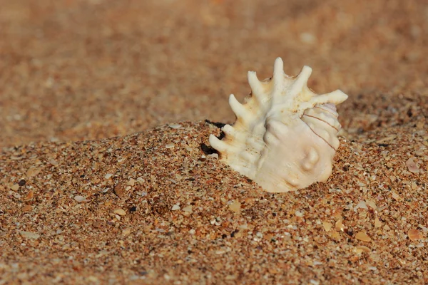 Seashell in the sand selected focus — 图库照片