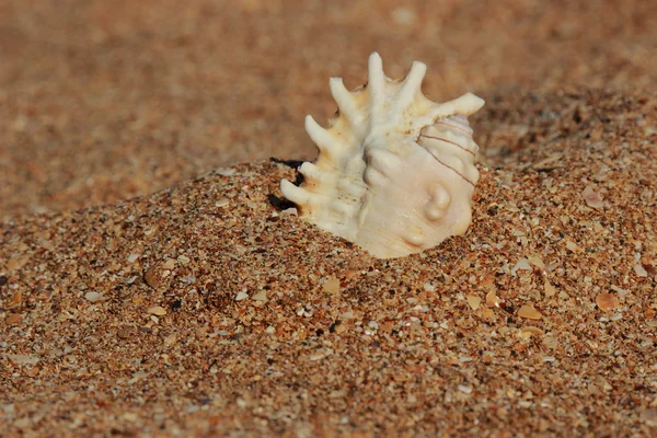 Seashell на пляже во время летнего отпуска — стоковое фото