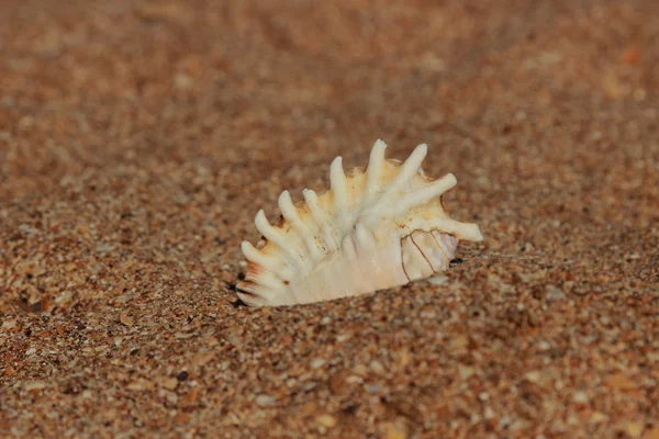 Sandhintergrund — Stockfoto