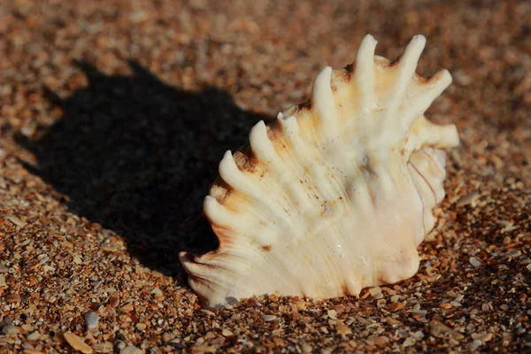 Seashell in the sand selected focus — Stock Photo, Image