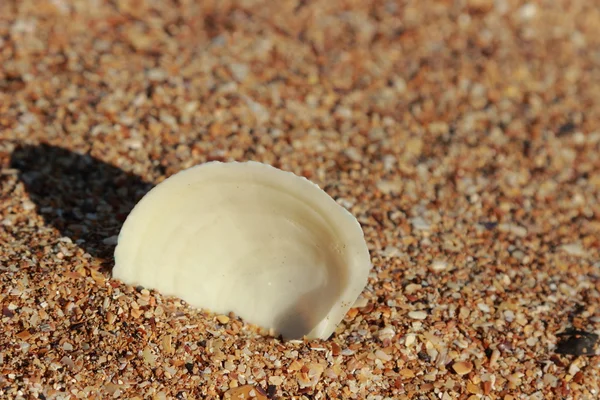 Muschel auf dem Sand ausgewählter Schwerpunkt — Stockfoto