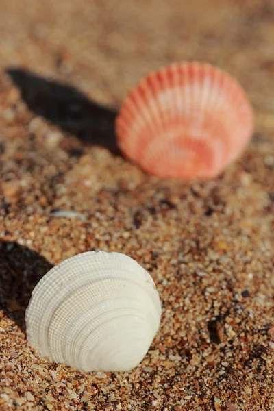 Sea shell — Stock Photo, Image