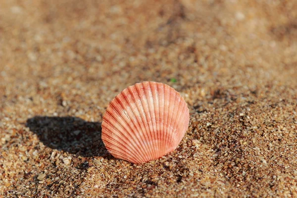 Seestern Ufer Des Sandstrandes Kertsch Krim — Stockfoto