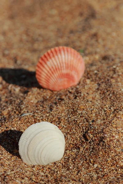 Zee zand achtergrond — Stockfoto