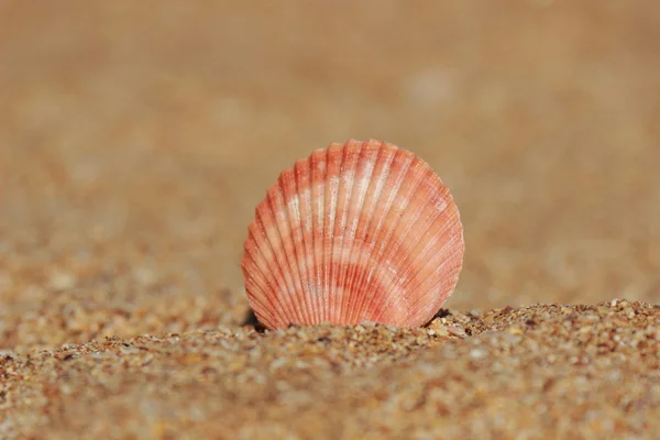 Seashell Sur Sable Focus Sélectionné — Photo