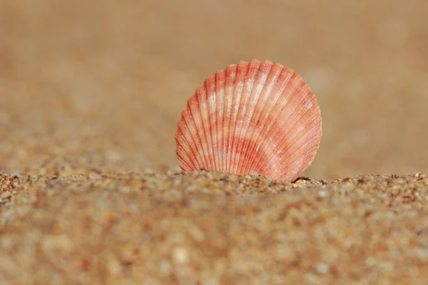 Fond de sable de mer — Photo