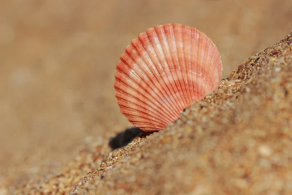 Havsandbakgrunn – stockfoto