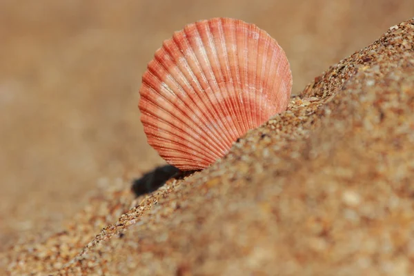 Sea sand background — Stock Photo, Image