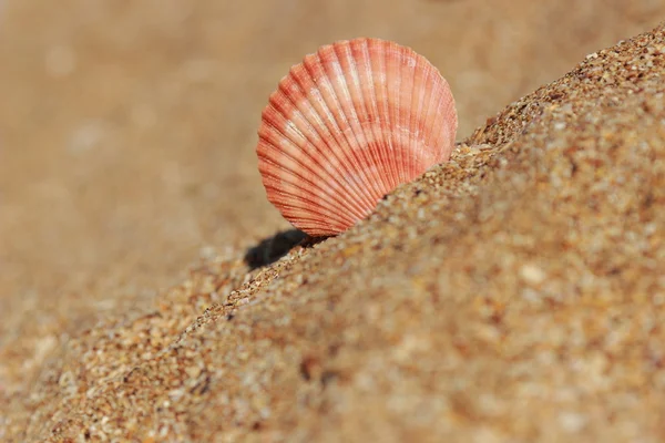 Starfish Shore Sandy Beach Kerch Crimea — Stock Photo, Image