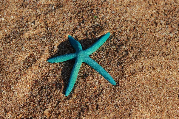 Estrella de mar azul —  Fotos de Stock
