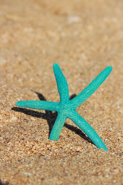 Blue starfish on the shore of a sandy beach — Stock Photo, Image