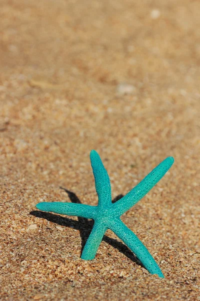 Blue starfish — Stock Photo, Image