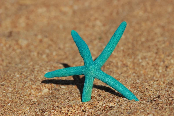 Blue starfish — Stock Photo, Image