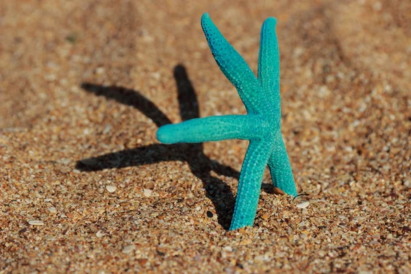 Blue starfish — Stock Photo, Image