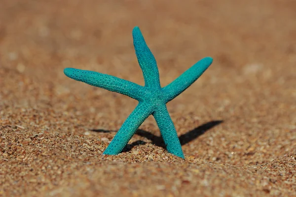 Estrella de mar azul —  Fotos de Stock