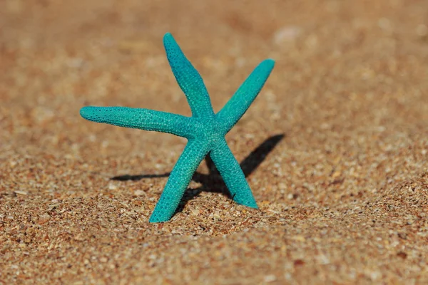 Blue starfish — Stock Photo, Image