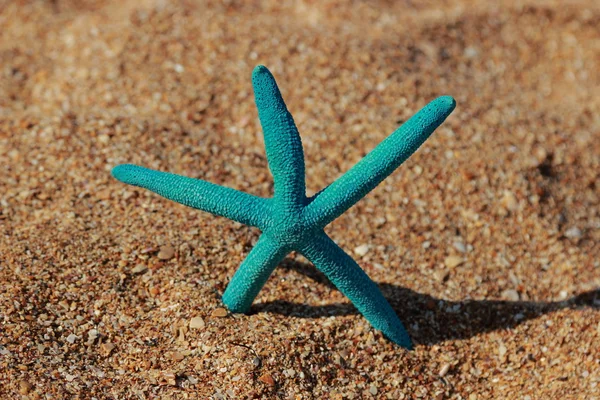 Blue starfish — Stock Photo, Image