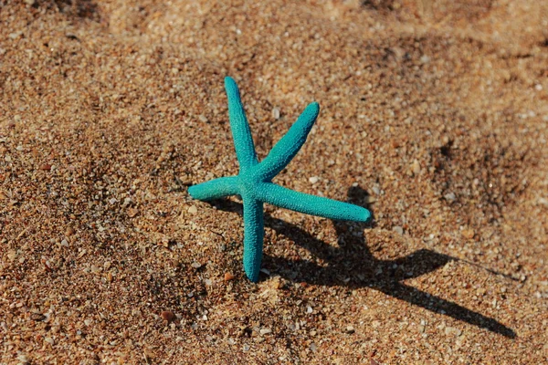 Estrella de mar azul — Foto de Stock