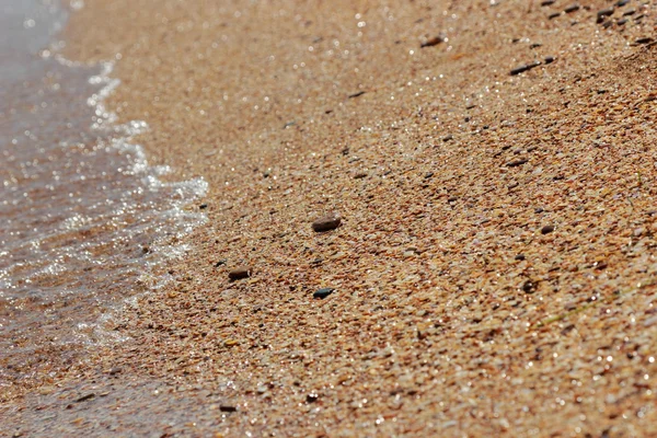 Deniz kabuğu arka plan — Stok fotoğraf