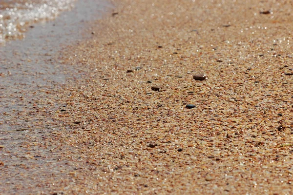 deniz kabuğu arka plan