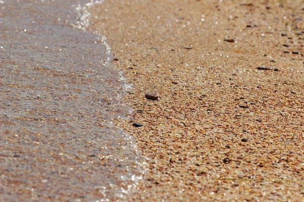 deniz kabuğu arka plan