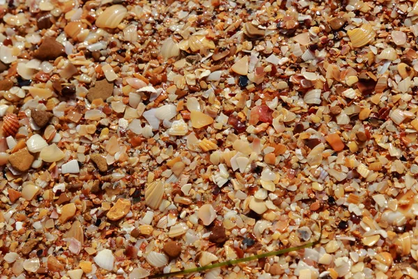 Seashell background — Stock Photo, Image