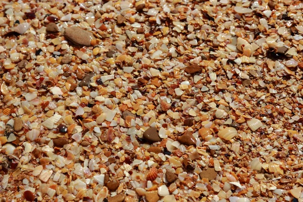 deniz kabuğu arka plan