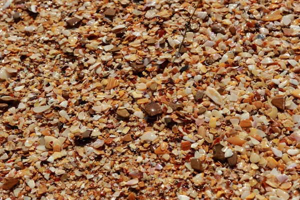 deniz kabuğu arka plan