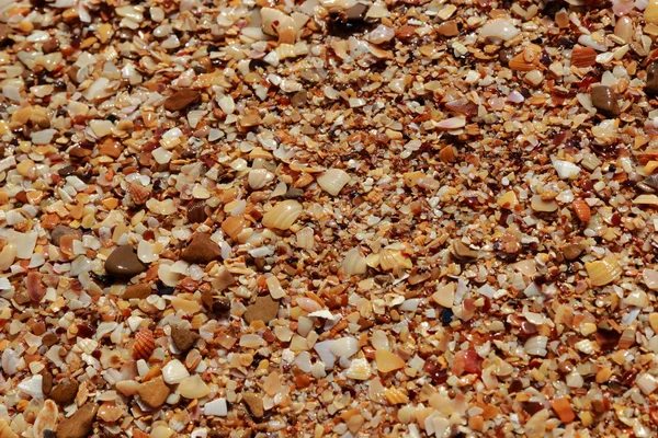 deniz kabuğu arka plan