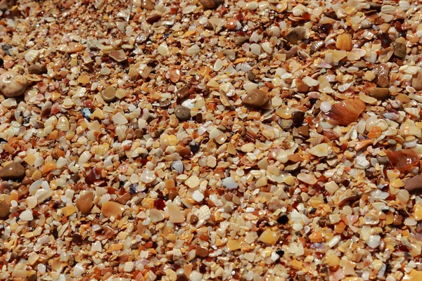 Seashell background — Stock Photo, Image