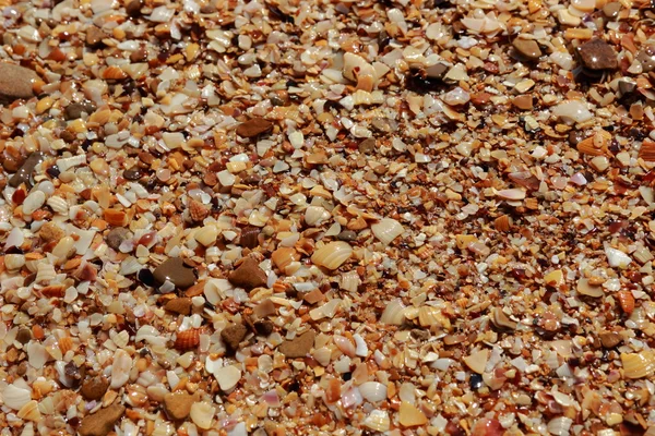 deniz kabuğu arka plan